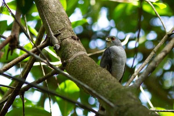 Épervier nain — Microspizia superciliosus (Linnaeus, 1766), (sentier des Salines, Remire-Montjoly, Guyane, le 30/12/2016)