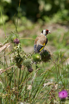 Chardonneret élégant — Carduelis carduelis (Linnaeus, 1758), (Saint-Sorlin-de-Cognac (17), France, le 21/06/2018)