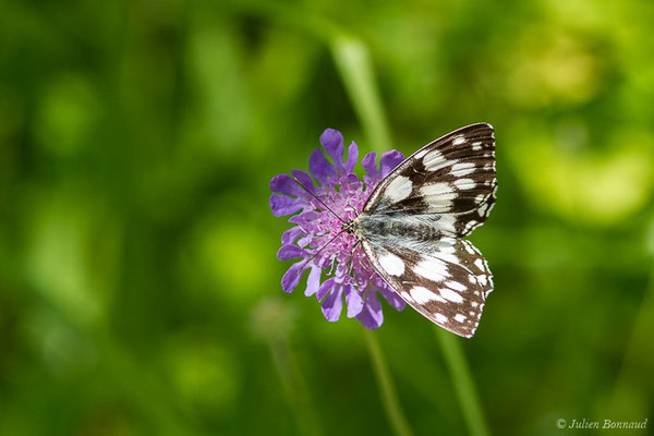 Demi-deuil — Melanargia galathea (Linnaeus, 1758), (Gère-Bélesten (64), France, le 14/07/2020)