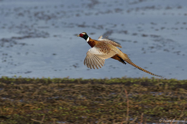 Faisan de Colchide — Phasianus colchicus Linnaeus, 1758, (mâle adulte) (Réserve naturelle Marais d'Orx (40), France, le 26/01/2018)