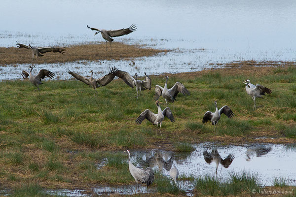 Grue cendrée – Grus grus (Linnaeus, 1758), (réserve des barthes de Saint-Martin-de-Seignanx (64), France, le 19/01/2019)