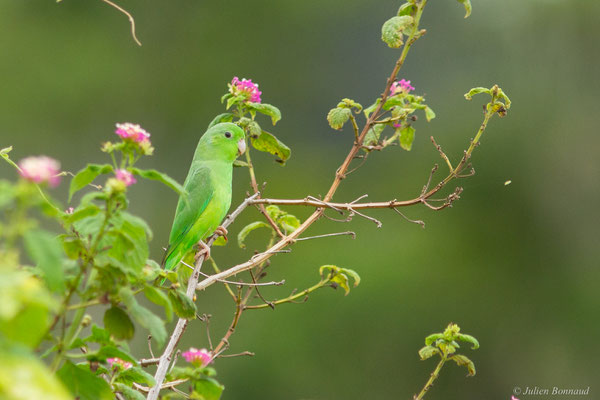 Toui été — Forpus passerinus (Linnaeus, 1758), (Mana, Guyane, le 27/04/2017)
