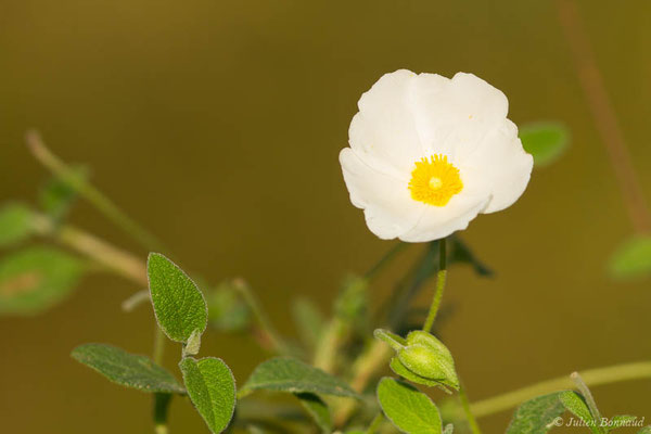 Ciste à feuilles de sauge, Mondré — Cistus salviifolius L., 1753, (Tarnos (40), France, le 01/05/2021)