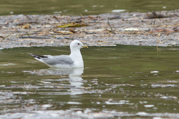 Goéland cendré — Larus canus Linnaeus, 1758, (Tarnos (64), France, le 12/03/2020)