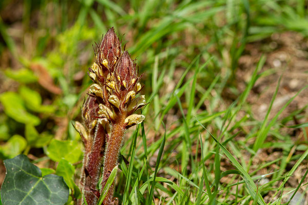 Orobanche du lierre — Orobanche hederae Vaucher ex Duby, 1828, (Bours (65), France, le 30/05/2023) 