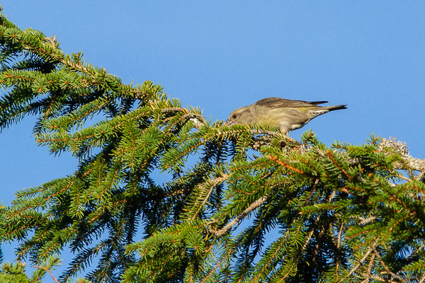 Bec-croisé des sapins — Loxia curvirostra Linnaeus, 1758, (Station de ski de La Pierre Saint-Martin, Arette, (64), France, le 05/11/2022)