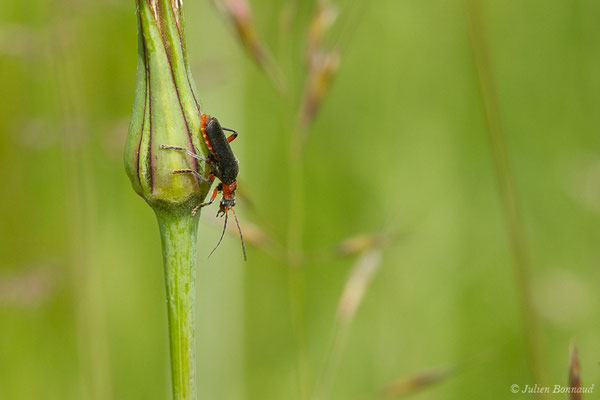 Téléphone moine (Cantharis rustica) (Pihourc, Saint-Godens (31), France, le 16/05/2019)