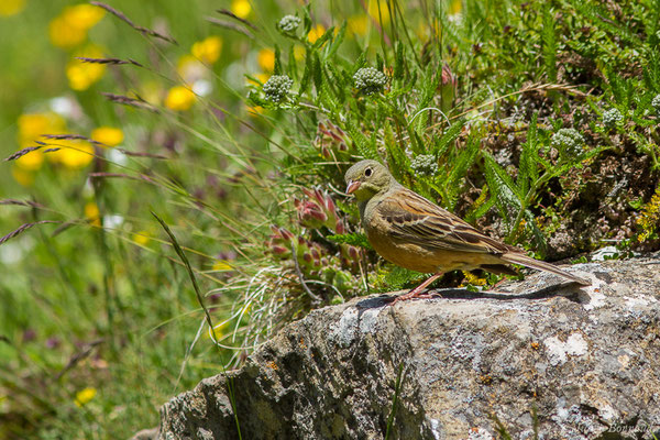 Bruant ortolan — Emberiza hortulana Linnaeus, 1758, (mâle adulte) (Col du Pourtalet, Laruns (64), France, le 22/06/2019)