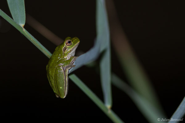 Rainette sarde — Hyla sarda (Betta, 1857)