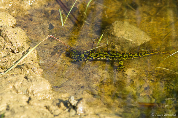 Triton marbré — Triturus marmoratus (Latreille, 1800)