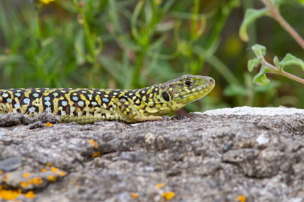 Lézard ocellé — Timon lepidus (Daudin, 1802), (femelle adulte), (Tarnos (64), France), le 05/06/2025)