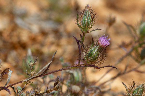Atractyle grillagé — Atractylis cancellata L., 1753