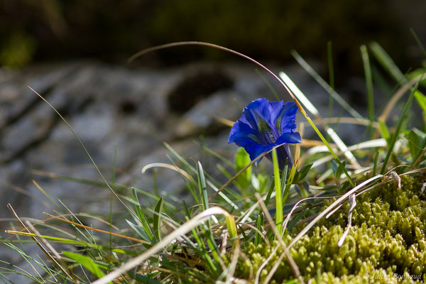 Gentiane occidentale — Gentiana occidentalis Jakow., 1899, (Etsaut (64), France, le 29/04/2019)