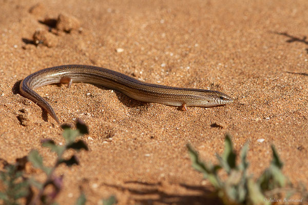 Seps mionecton — Chalcides mionecton (Boettger, 1874)