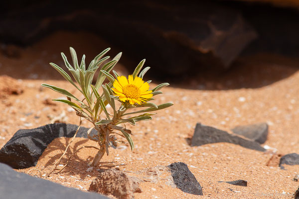Asteriscus graveolens (Forssk.) Less., (Msseyed (Guelmim-Oued Noun), Maroc, le 26/03/2024)