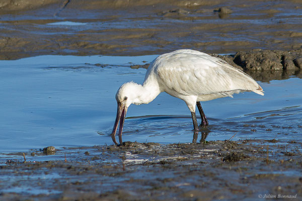 Spatule blanche — Platalea leucorodia Linnaeus, 1758, (Andernos-les-Bains (33), France, le 10/12/2022)
