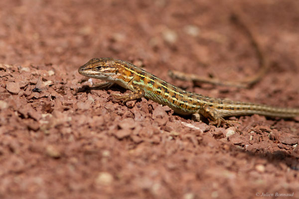 Psammodrome d'Edwards — Psammodromus edwarsianus (An. Dugès, 1829)