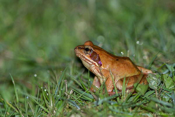 Grenouille rousse — Rana temporaria Linnaeus, 1758
