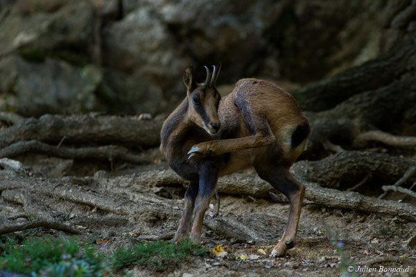 Isard – Rupicapra pyrenaica (Hermann, 1780), (Parc animalier des pyrénées, Argelès-Gazost (65), France, le 03/10/2017)
