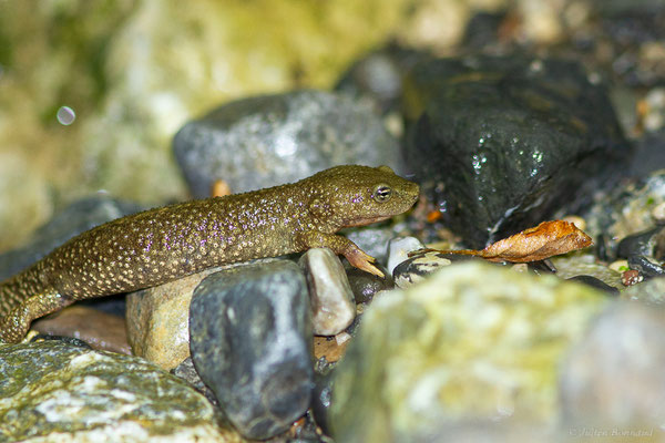 Calotriton des Pyrénées ou Euprocte des Pyrénées – Calotriton asper (Al. Dugès, 1852), (Sarrance (64), France, le 23/04/2022)