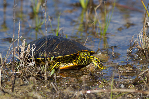 Trachémyde à tempes rouges ou Tortue de Floride — Trachemys scripta elegans (Wied, 1839), (Lacq (64), France, le 20/03/2019)
