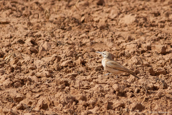 Sirli du désert — Alaemon alaudipes (Desfontaines, 1789), (Parc national d'Iriqui (Souss-Massa-Draâ, Guelmim-Es Semara), Maroc, le 12/02/2023)