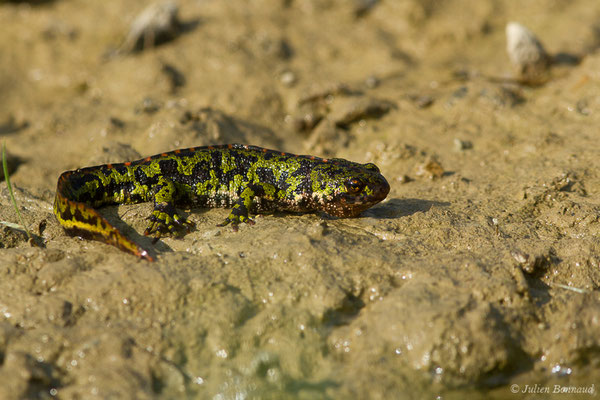 Triton marbré — Triturus marmoratus (Latreille, 1800)