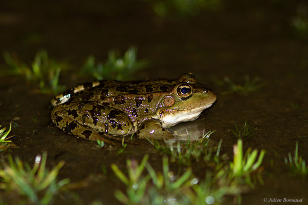Grenouille de Pérez — Pelophylax perezi (Seoane, 1885), (Parc naturel du lac de Sanabria (Zamora), Espagne, le 05/07/2022)