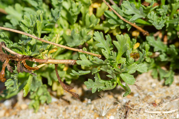 Anthémis maritime — Anthemis maritima L., 1753, (Anglet (64), France, le 10/10/2023)