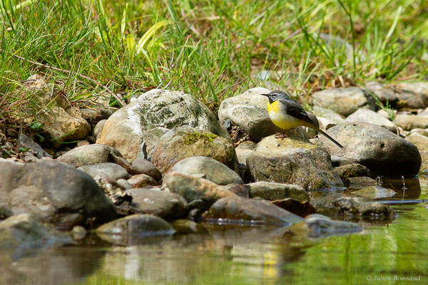 Bergeronnette des ruisseaux — Motacilla cinerea Tunstall, 1771, (Oloron-Sainte-Marie (64), France, le 26/04/2024)