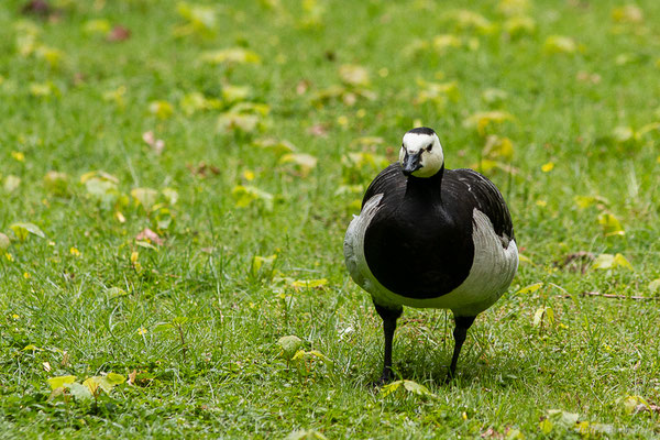Bernache nonnette — Branta leucopsis (Bechstein, 1803), (Parc animalier de Nahuques, Mont-de-Marsan (40), France, le 11/05/2023)