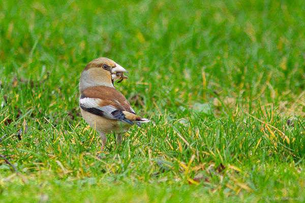 Grosbec casse-noyaux — Coccothraustes coccothraustes (Linnaeus, 1758), (mâle adulte en plumage d'hiver) (La Roche-sur-Yon (85), France, le 25/01/2018)