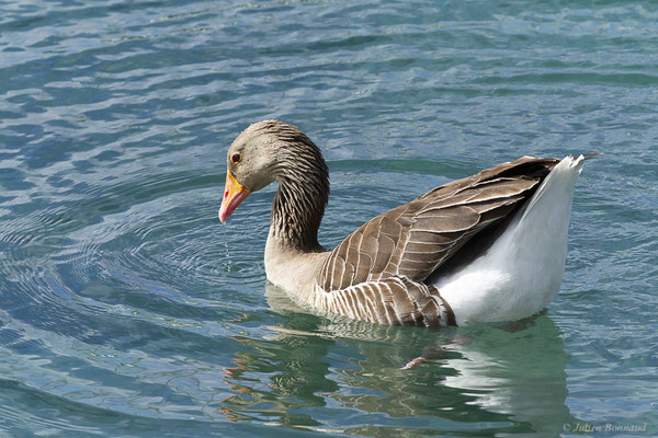 Oie cendrée — Anser anser (Linnaeus, 1758), (Morro Jable, Fuerteventura, (Iles Canaries, Espagne), le 16/02/2022)