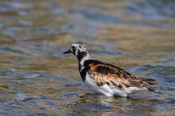 Tournepierre à collier — Arenaria interpres (Linnaeus, 1758), (Anglet (64), France, le 10/08/2024)