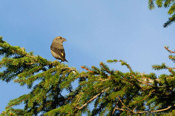 Bec-croisé des sapins — Loxia curvirostra Linnaeus, 1758, (Station de ski de La Pierre Saint-Martin, Arette, (64), France, le 05/11/2022)