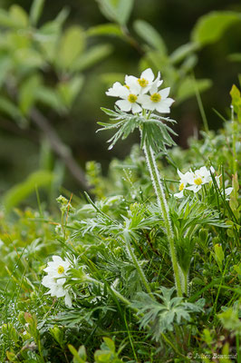 Anémone à fleurs de Narcisse — Anemonastrum narcissiflorum (L.) Holub, 1973