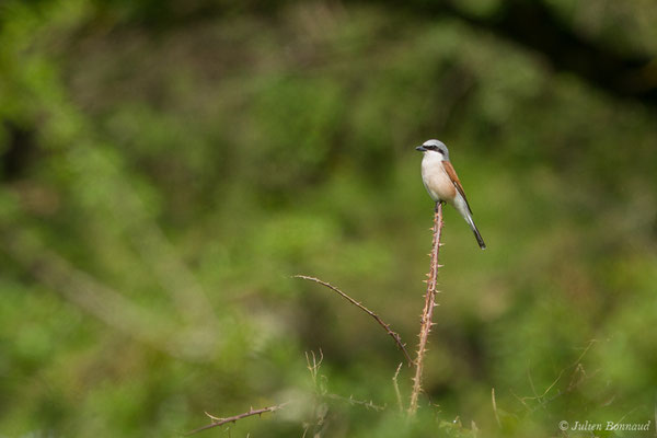 Pie-grièche écorcheur — Lanius collurio Linnaeus, 1758, (mâle adulte) (Saint-Béa (31), France, le 16/05/2018)