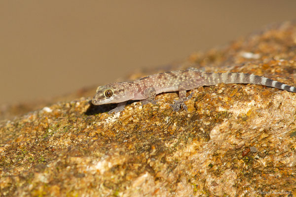Hémidactyle verruqueux – Hemidactylus turcicus (Linnaeus, 1758)