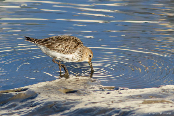 Bécasseau variable — Calidris alpina (Linnaeus, 1758)