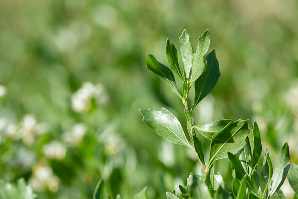 Baccharis à feuilles d'arroche — Baccharis halimifolia L., 1753