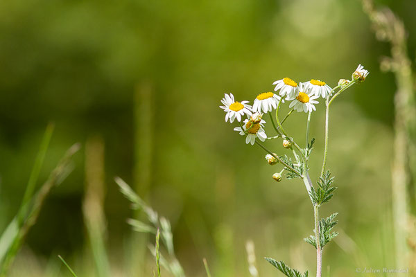 Chrysanthème en corymbe — Tanacetum corymbosum (L.) Sch.Bip., 1844