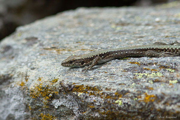 Lézard de Galan — Iberolacerta galani Arribas, Carranza & Odierna, 2006