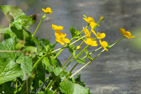 Populage des marais — Caltha palustris L., 1753