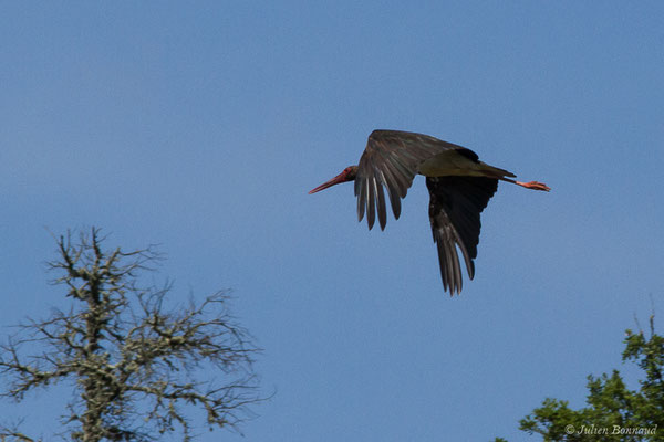 Cigogne noire — Ciconia nigra (Linnaeus, 1758), (Parc National de Monfragüe (Estrémadure), Espagne, le 12/08/2020)