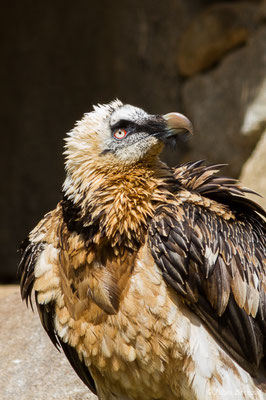 Gypaète barbu — Gypaetus barbatus (Linnaeus, 1758), (mâle adulte) (Parc animalier des Pyrénées, Argelès-Gazost (65), France, le 01/04/2018)