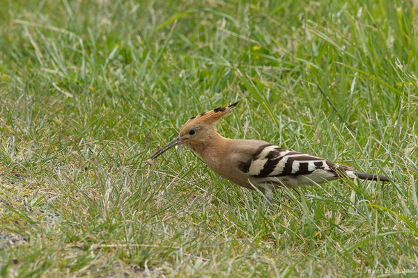 Huppe fasciée – Upupa epops Linnaeus, 1758, (Braud-et-Saint-Louis (33), France, le 09/05/2019)