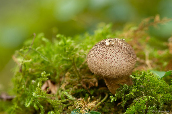 Vesse de loup perlée — Lycoperdon perlatum Pers., 1796, (Mendive (64), France, le 25/10/2022)