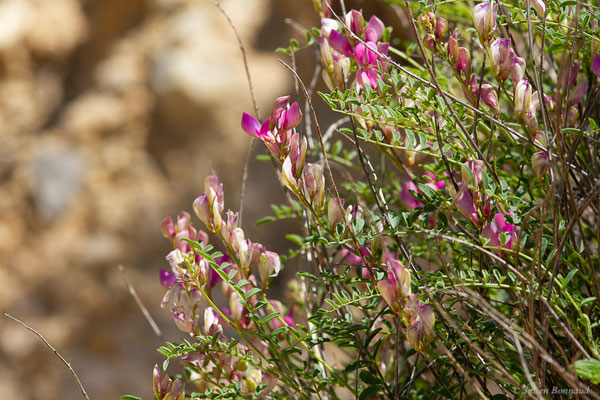 Sainfoin bas d'Europe — Hedysarum boveanum subsp. europaeum Guitt. & Kerguélen, 1991