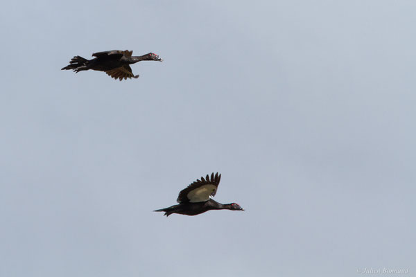 Canard musqué — Cairina moschata (Linnaeus, 1758), (Centre spatial Guyanais, Kourou, Guyane, le 21/02/2017)