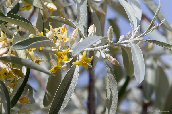 Chalef à feuilles étroites, Olivier de Bohème — Elaeagnus angustifolia L., 1753, (Mireval (34), France, le 03/05/2025)